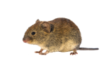 BROS-Nornit-granulat-na-nornice-i-norniki-140g-2.png