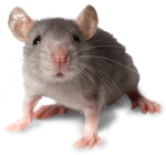 BROS-pasta-na-myszy-i-szczury-1kg-3.png