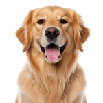 PEDIGREE Adult Professional Nutrition 12 kg z drobiem i warzywami - sucha karma dla dorosłych.png