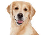 PEDIGREE-Adult-Professional-Nutrition-12-kg-z-wołowiną-i-warzywami-sucha-karma-2.png