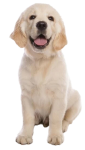 PEDIGREE-Junior-Professional-Nutrition-12-kg-z-drobiem-i-warzywami-sucha-karma-2.png