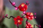 10369-LEGO-The-Botanical-Collection-Kwiat-śliwy-8.jpg