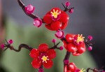 10369-LEGO-The-Botanical-Collection-Kwiat-śliwy-11.jpg