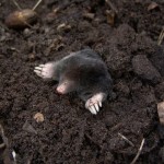 BROS-Sonic-odstrasza-krety-7.jpg