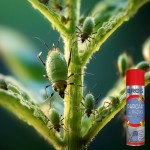 BROS-Parcan-AE-zwalcza-mszyce-spray-250ml-5.jpg