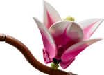faa9963929700183bb2dc1bbd16d026c.png