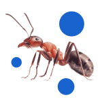 BROS-Proszek-Na-Mrówki-1-kg-3.png
