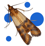 BROS-zawieszka-na-mole-lawendowa-1-szt.-2.png